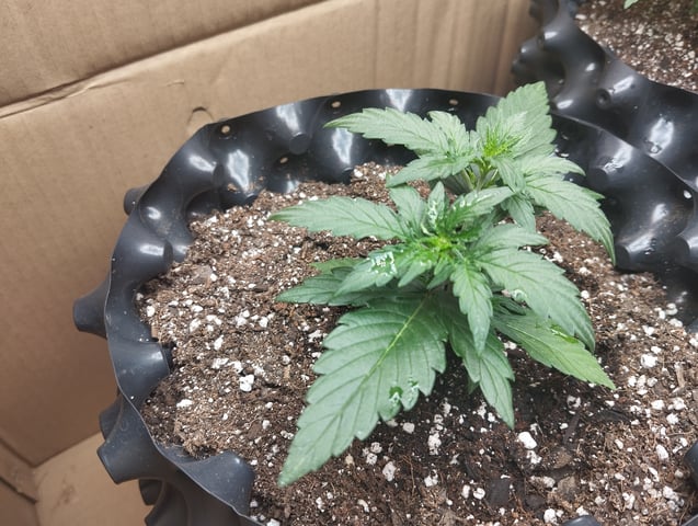 F1 apollo — vegetative, day 10