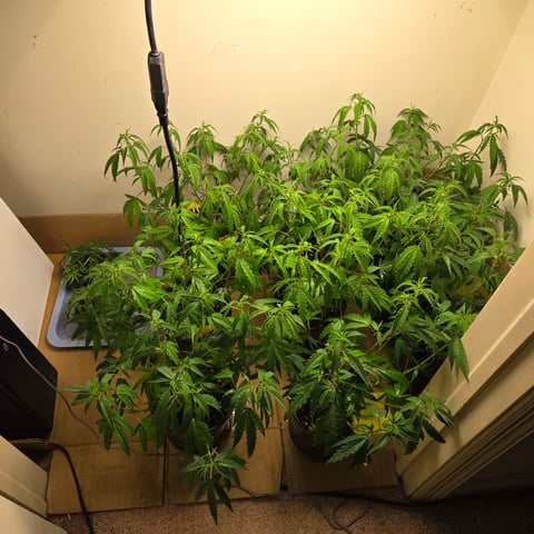Blue Dream Clones — vegetative, day 23