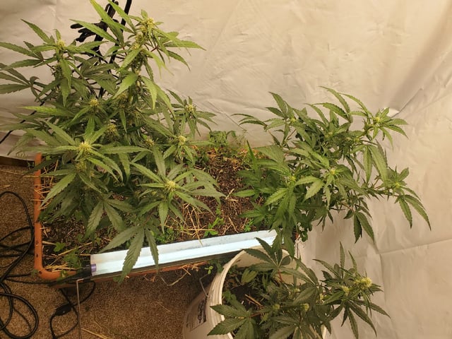 Auto Flower Run Fully Organic — flower, day 39