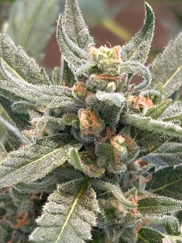 3 seeds  — flower, day 77