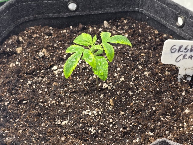 2nd grow round 2 — seedling_rooting, day 12