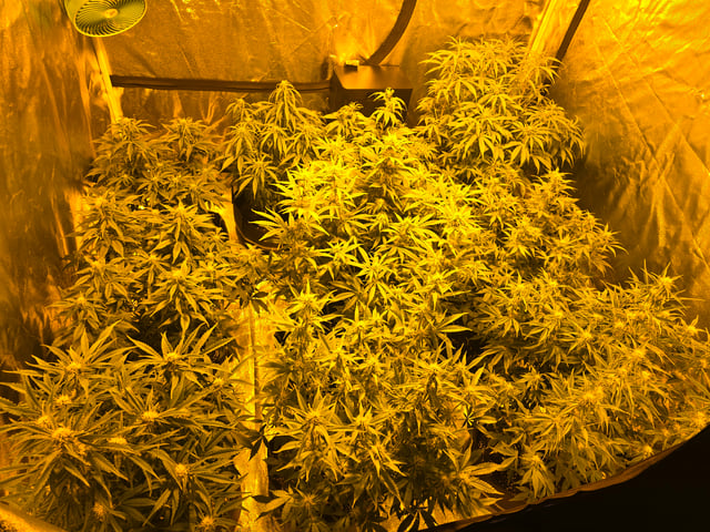 2nd Autoflower Indoor Grow — flower, day 54