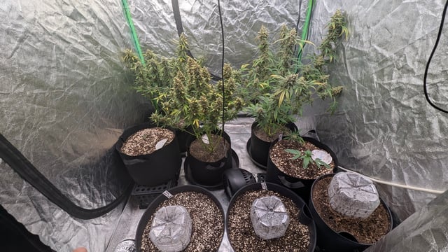 Strawberry Cheesecake Seedsman Seeds Autoflowers x2 — flower, day 111