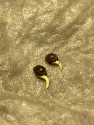 queen of soul X cap junky  — germination, day 3