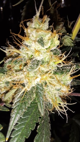 b1. — auto, day 156