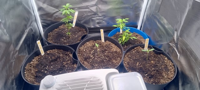 frst grow tent grow — vegetative, day 13