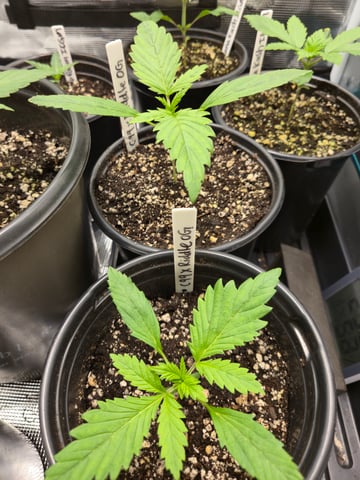 Banana Kush / Durban Poison / C99-Riddle OG — vegetative, day 9