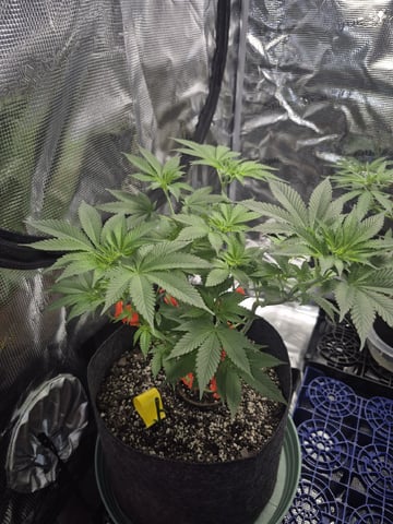 Grow 1 2026 Dream Widow — vegetative, day 61