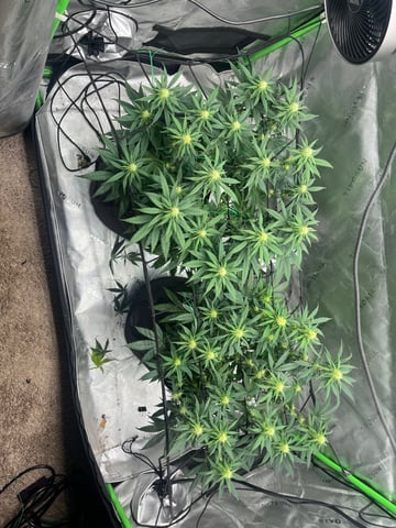 Blue Dream Photos — flower, day 70