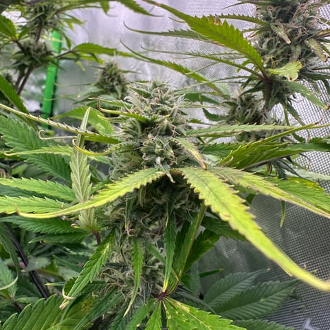 Ztrawberriez (Auto) 2026 - 1 — flower, day 61