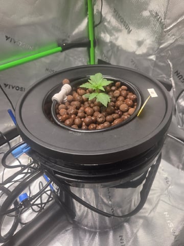 Northern Lights / Banana Kush — vegetative, day 34