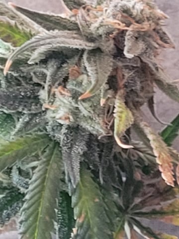 6th Grow — flower, day 86