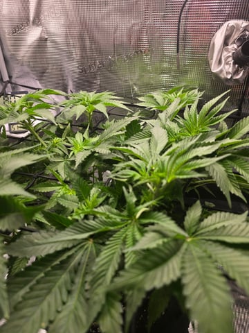 Northern lights #10 (Alaska) — flower, day 39