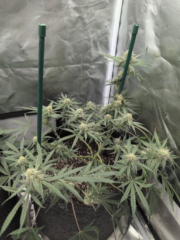 memphisto 3 bears OG, ethos high note r1 — flower, day 54