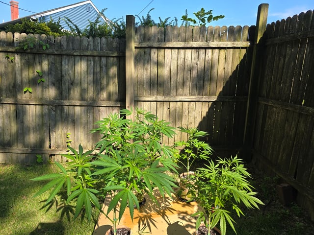 Grow 3 — flower, day 12