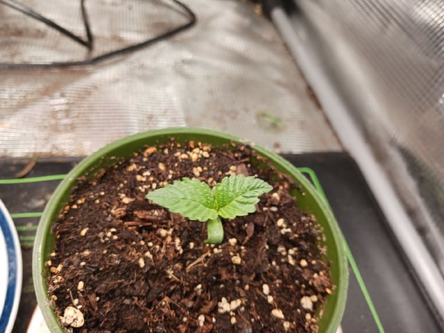 9lbhammer feminized  — seedling_rooting, day 5