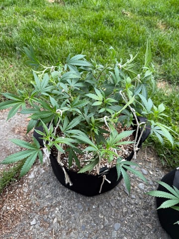 Green Gelato — vegetative, day 40