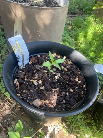 ss25 — seedling_rooting, day 1