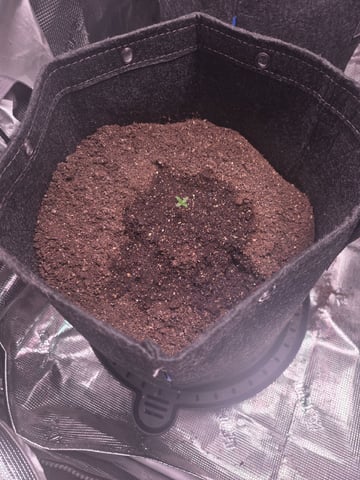 Blue Dream Feminized  — seedling_rooting, day 16