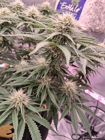 fruity pebbles, cap junky — flower, day 82