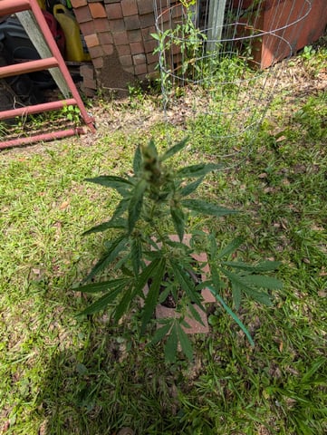 Country Boy — flower, day 46