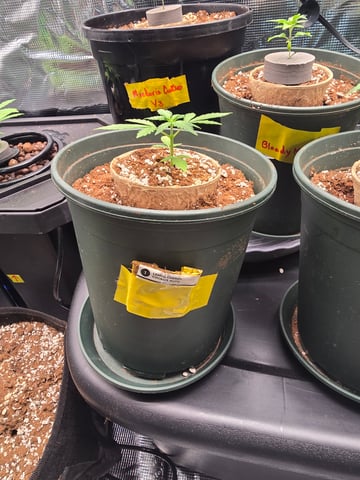 Bloody Mandarin Rainbow — vegetative, day 2