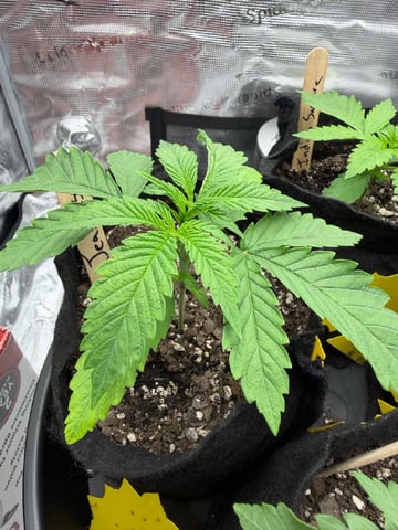 First Grow.. How am I doing? — seedling_rooting, day 19