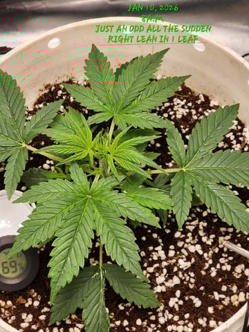 Dos Si Dos. Indica — vegetative, day 16