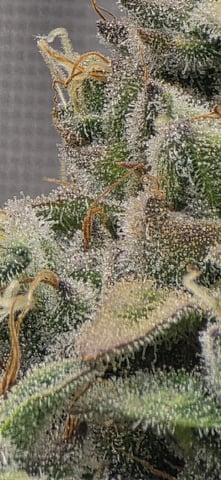 Maple Nectar  — flower, day 91