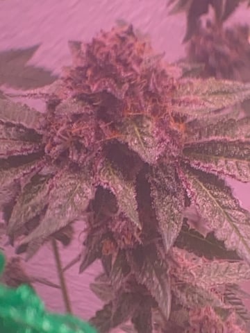 pineapple Express  — flower, day 40