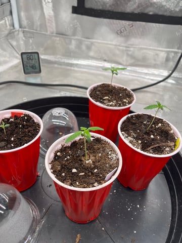 2nd go  — seedling_rooting, day 8