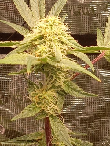 critical purple kush x peyote wifi  in the auto pot system tray 2 grow with added microhazian to the coco coir  — flower, day 94