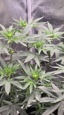 Blueberry Swirl — flower, day 49