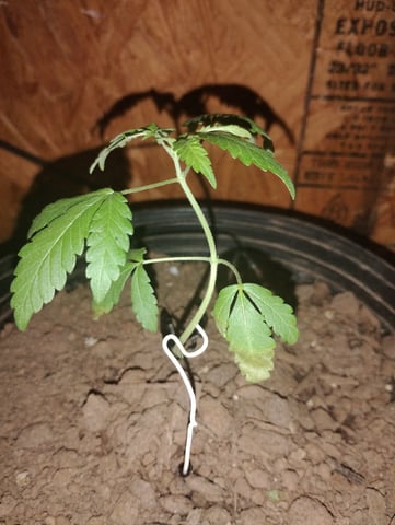 Black Ice — germination, day 1