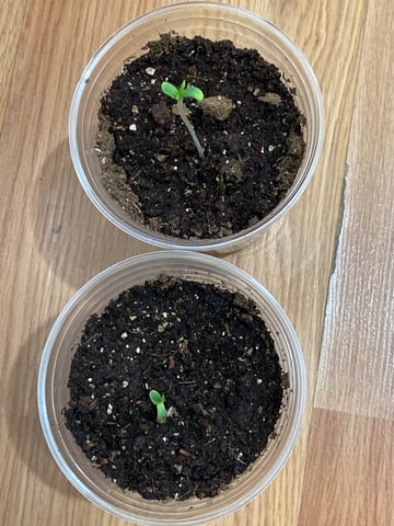 My First Grow — seedling_rooting, day 4