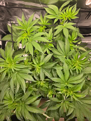 Northern lights #10 (Alaska) — flower, day 39