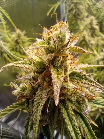 White Widow XXL Auto — flower, day 82