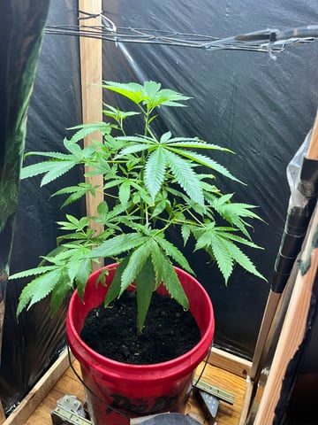 My Devine Conscious  — vegetative, day 100