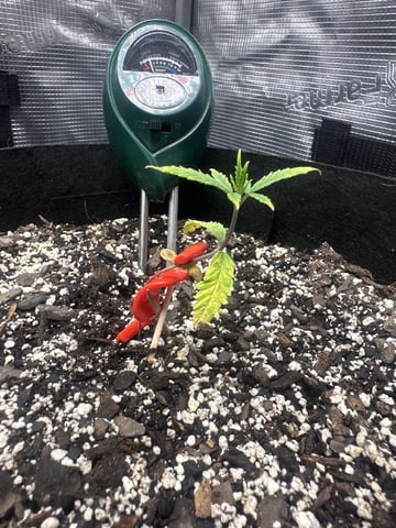 Gorilla Cookies — 1st Grow — vegetative, day 25