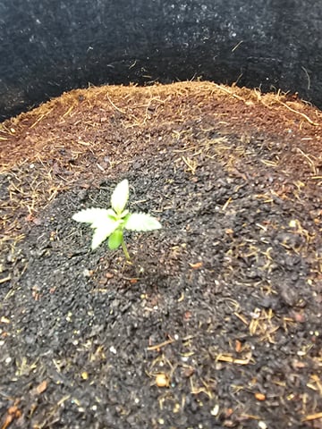 Swiss 1 — vegetative, day 1