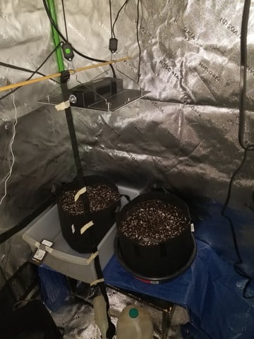 first grow — seedling_rooting, day 6