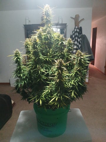 Cornucopia of Cannabis — harvest, day 27