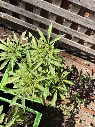 Muliflex — flower, day 51