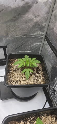Maple Nectar  — seedling_rooting, day 20