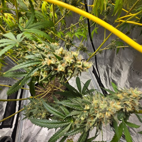 Big Momma Blue Dream  — flower, day 65