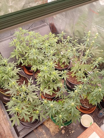 4 Different Kinds Of Autos  — flower, day 44