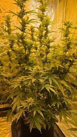 A Wonderful Cycle — flower, day 36