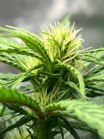 Wedding Cake Zkittlez — flower, day 6