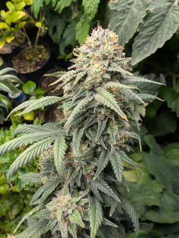 Black African Magic — flower, day 191