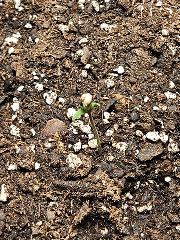 Gorilla Z auto — germination, day 11